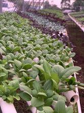 Load image into Gallery viewer, Pac Choi Petite