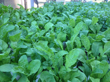 Load image into Gallery viewer, Arugula / Rocket Salad