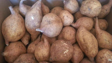 Load image into Gallery viewer, Batata Canol / Sweet Potatoes (yellow inside)