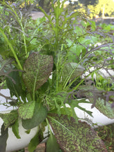 Load image into Gallery viewer, Mezclum - Packed in a bag of half pound