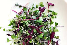 Load image into Gallery viewer, Microgreens