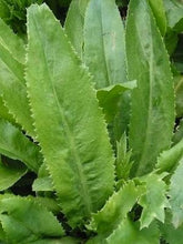 Load image into Gallery viewer, Recao