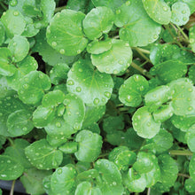 Load image into Gallery viewer, Berro / Watercress - Packed in a bag of half pound