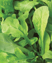 Load image into Gallery viewer, Arugula / Rocket Salad
