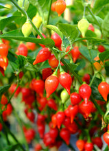 Load image into Gallery viewer, Ají Biquino / Biquinho Pepper