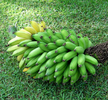 Load image into Gallery viewer, Guineos Niños / Dwarf Bananas
