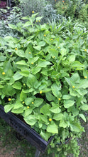 Load image into Gallery viewer, Lemon Drops (Caja de 10 unidades) / Lemon Drops (Case contains 10 units)
