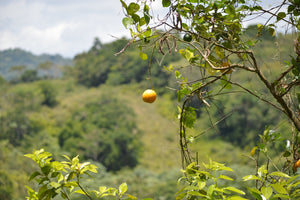 Chinas / Oranges