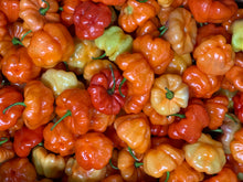 Load image into Gallery viewer, Ajíes Dulces / Sweet Peppers - Packed in a bag of one pound
