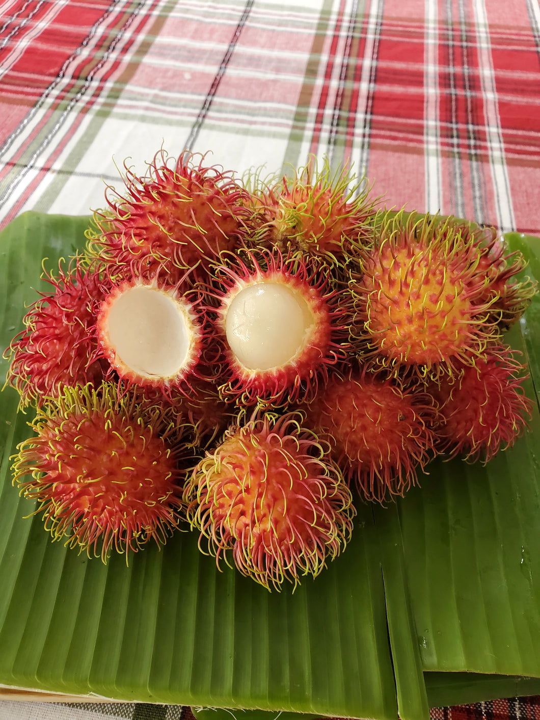 RAMBUTAN
