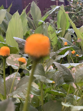 Load image into Gallery viewer, Lemon Drops (Caja de 10 unidades) / Lemon Drops (Case contains 10 units)
