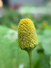 Load image into Gallery viewer, Lemon Drops (Caja de 10 unidades) / Lemon Drops (Case contains 10 units)
