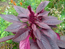 Load image into Gallery viewer, Flor de Amaranta / Amaranth Flower (package contains 1oz)
