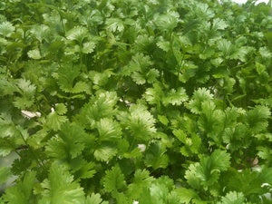 Cilantro - packed in a bag of half pound