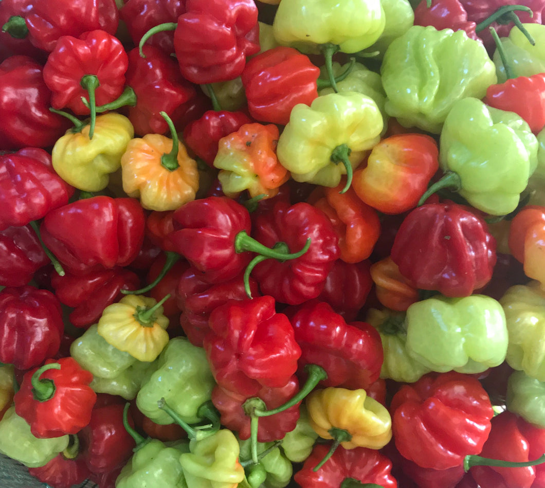 Ajíes Dulces / Sweet Peppers - Packed in a bag of one pound