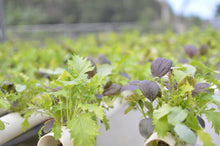 Load image into Gallery viewer, Mezclum - Packed in a bag of half pound
