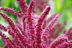 Flor de Amaranta / Amaranth Flower (package contains 1oz)