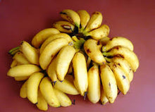 Load image into Gallery viewer, Guineos Niños / Dwarf Bananas
