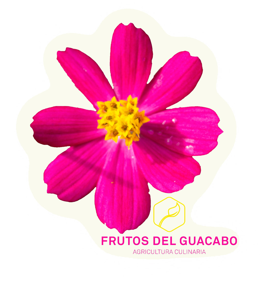 Cosmos Flower Sticker