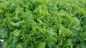 Lechuga Tropicana / Tropicana Lettuce - packed in a bag of half pound