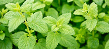 Load image into Gallery viewer, Toronjil / Lemon Balm
