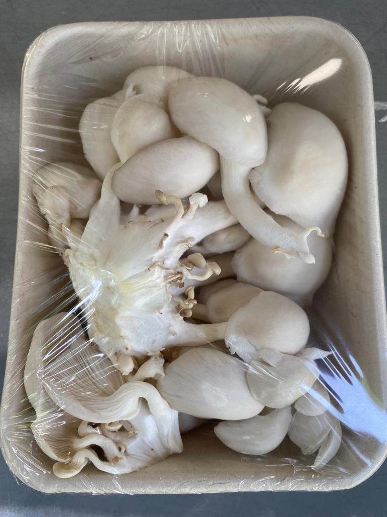 Summer White Oyster Mushrooms 16oz
