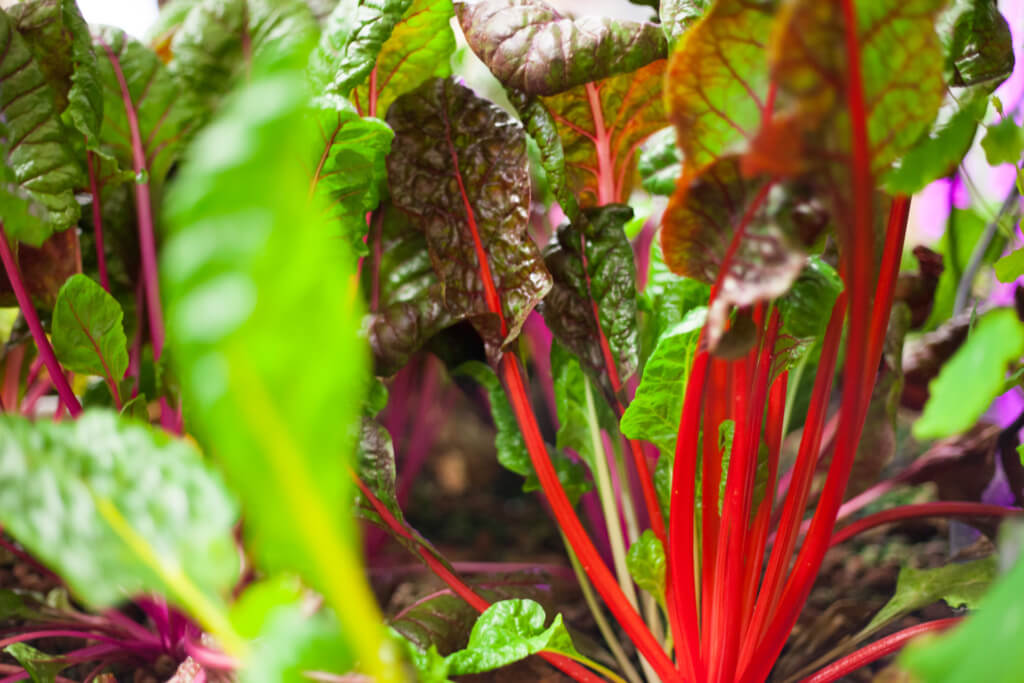 Acelgas / Swiss Chard
