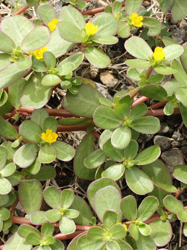 Verdolaga / Purslane
