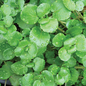 Berro / Watercress - Packed in a bag of half pound