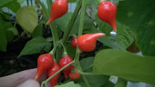 Load image into Gallery viewer, Ají Biquino / Biquinho Pepper
