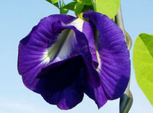 Load image into Gallery viewer, Blue Thai Butterfly Pea Flower Box (contains 35 ea)
