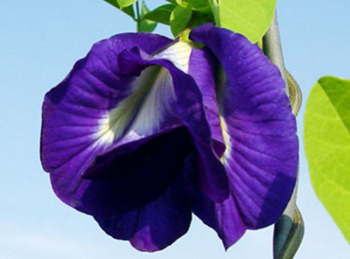 Blue Thai Butterfly Pea Flower Box (contains 35 ea)