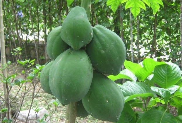 Papaya Verde / Green Papaya