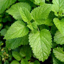 Load image into Gallery viewer, Toronjil / Lemon Balm
