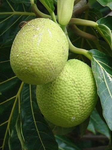 Panapen / Breadfruit