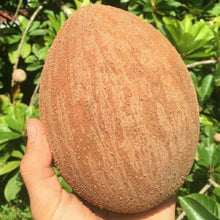 Load image into Gallery viewer, Mamey Zapote
