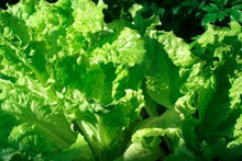 Load image into Gallery viewer, Lechuga Tropicana / Tropicana Lettuce - packed in a bag of half pound
