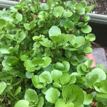 Load image into Gallery viewer, Berro / Watercress - Packed in a bag of half pound
