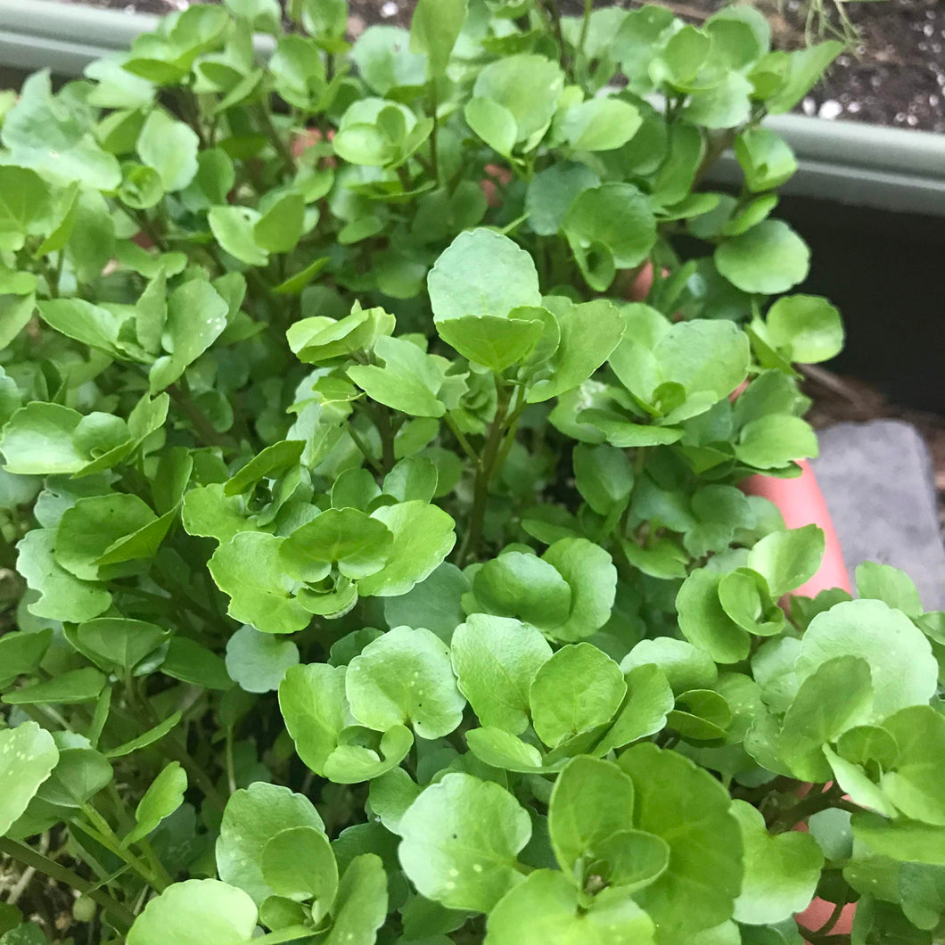 Berro / Watercress - Packed in a bag of half pound